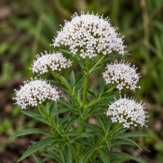 Valerian Flower Essence Drop
