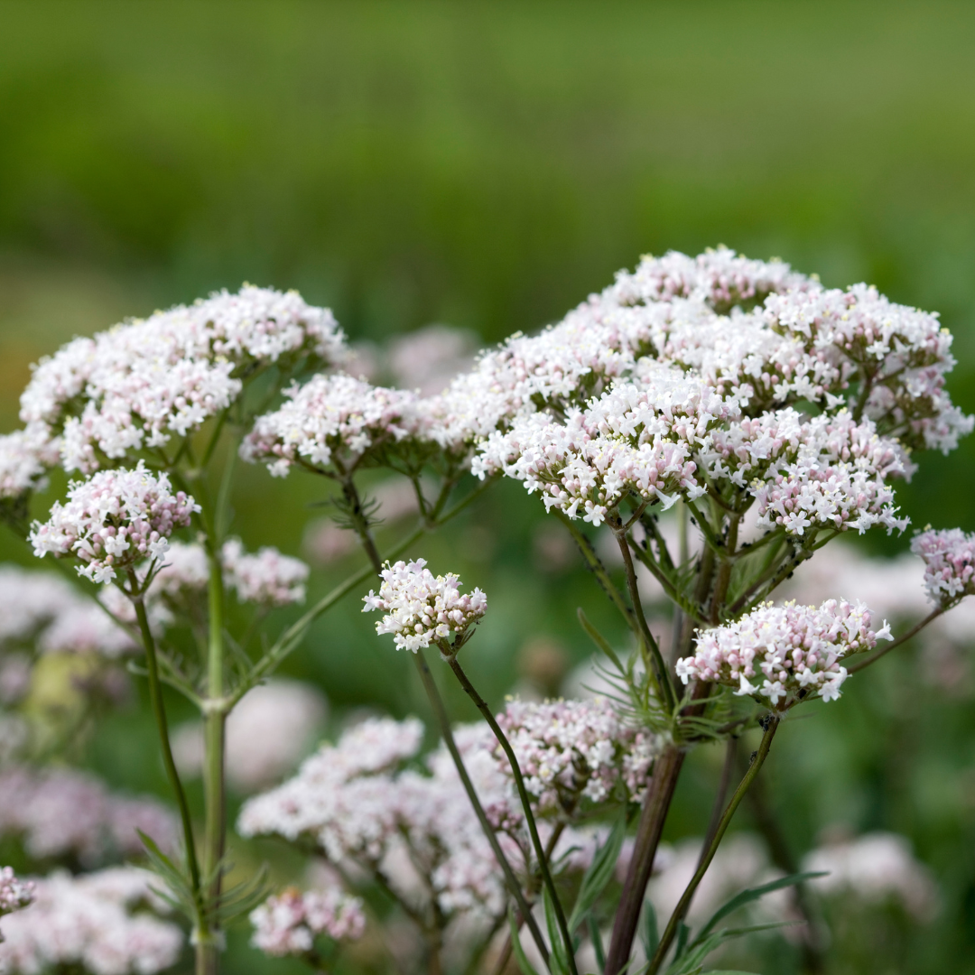 Valerian Root Essential Oil