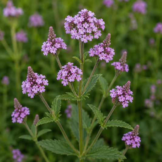 Vervain Flower Essence Drop