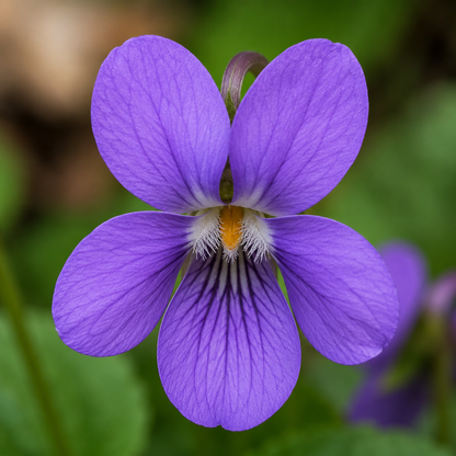Violet Flower Essence Drop