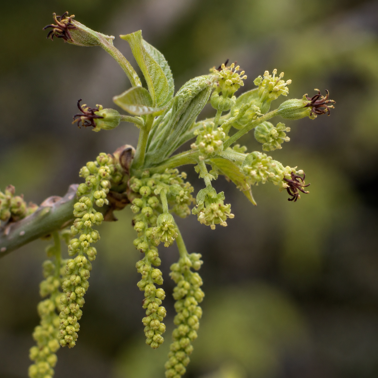 Walnut Flower Essence Drop