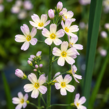 Water Violet Flower Essence Drop