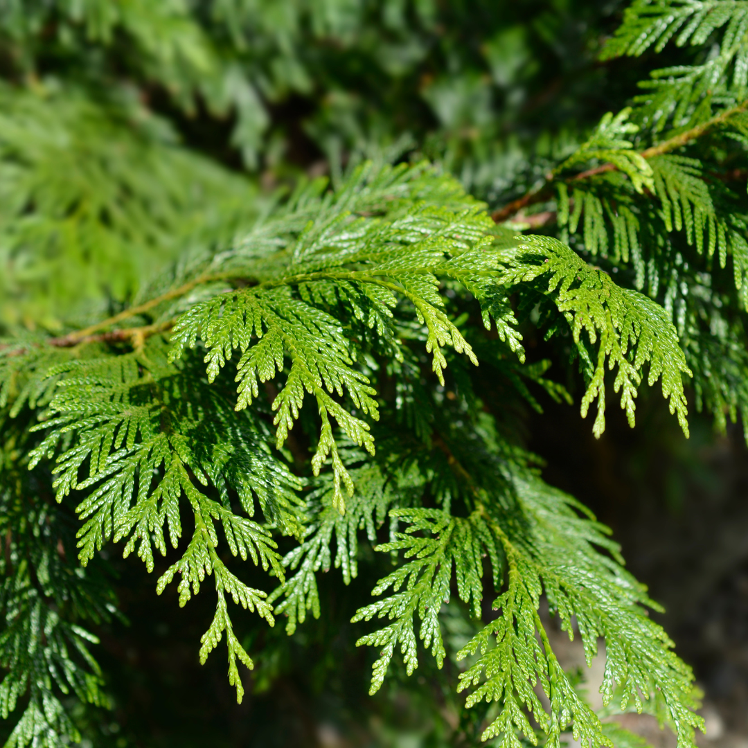 Western Red Cedar Leaf Essential Oil