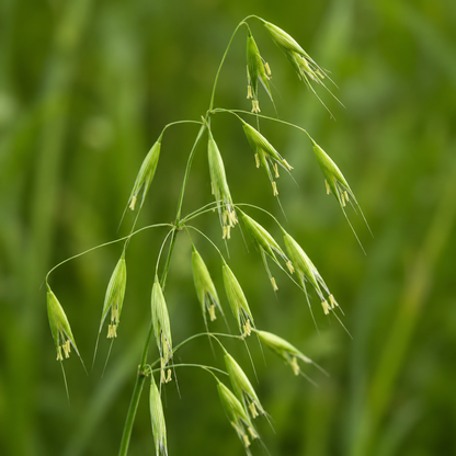 Wild Oat Flower Essence Drop