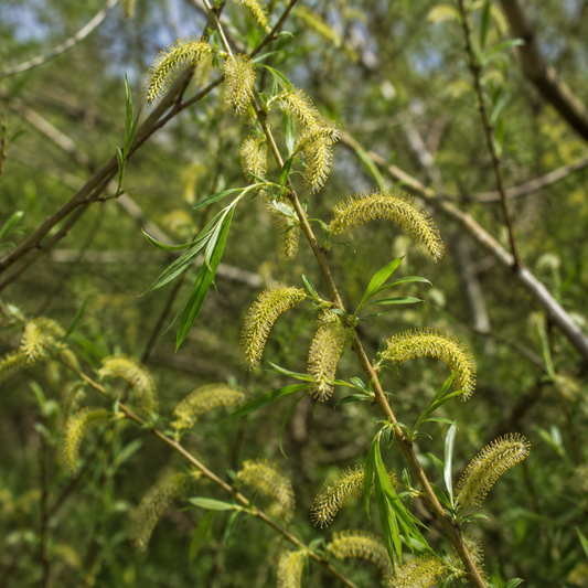 Willow Flower Essence Drop
