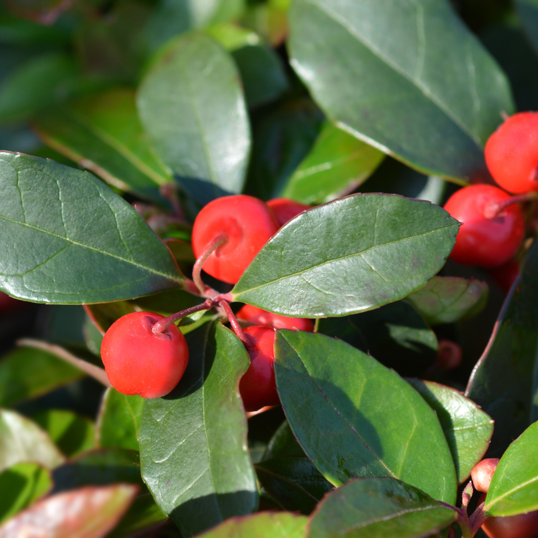 Wintergreen Essential Oil