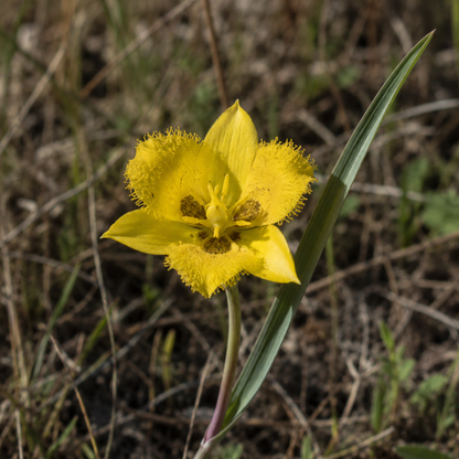 Yellow Star Tulip Flower Essence Drop
