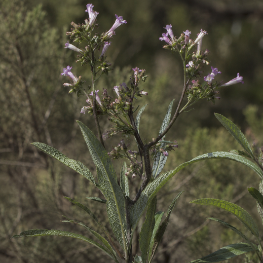 Yerba Santa Flower Essence Drop