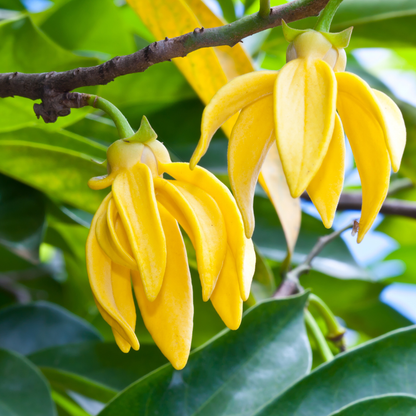 Ylang Ylang Essential Oil