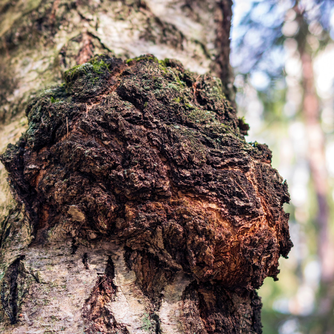 Inonotus Obliquus- Chaga Mushroom Tincture