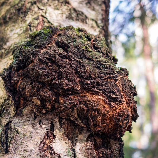 Inonotus Obliquus- Chaga Mushroom Tincture