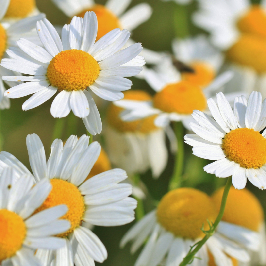 Chamomile, Roman Essential Oil