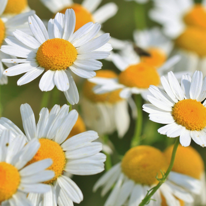 Chamomile, Roman Essential Oil