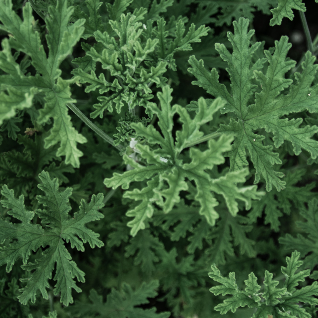 Citronella Essential Oil