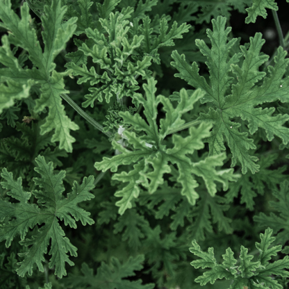 Citronella Essential Oil