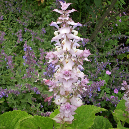 Clary Sage Essential Oil