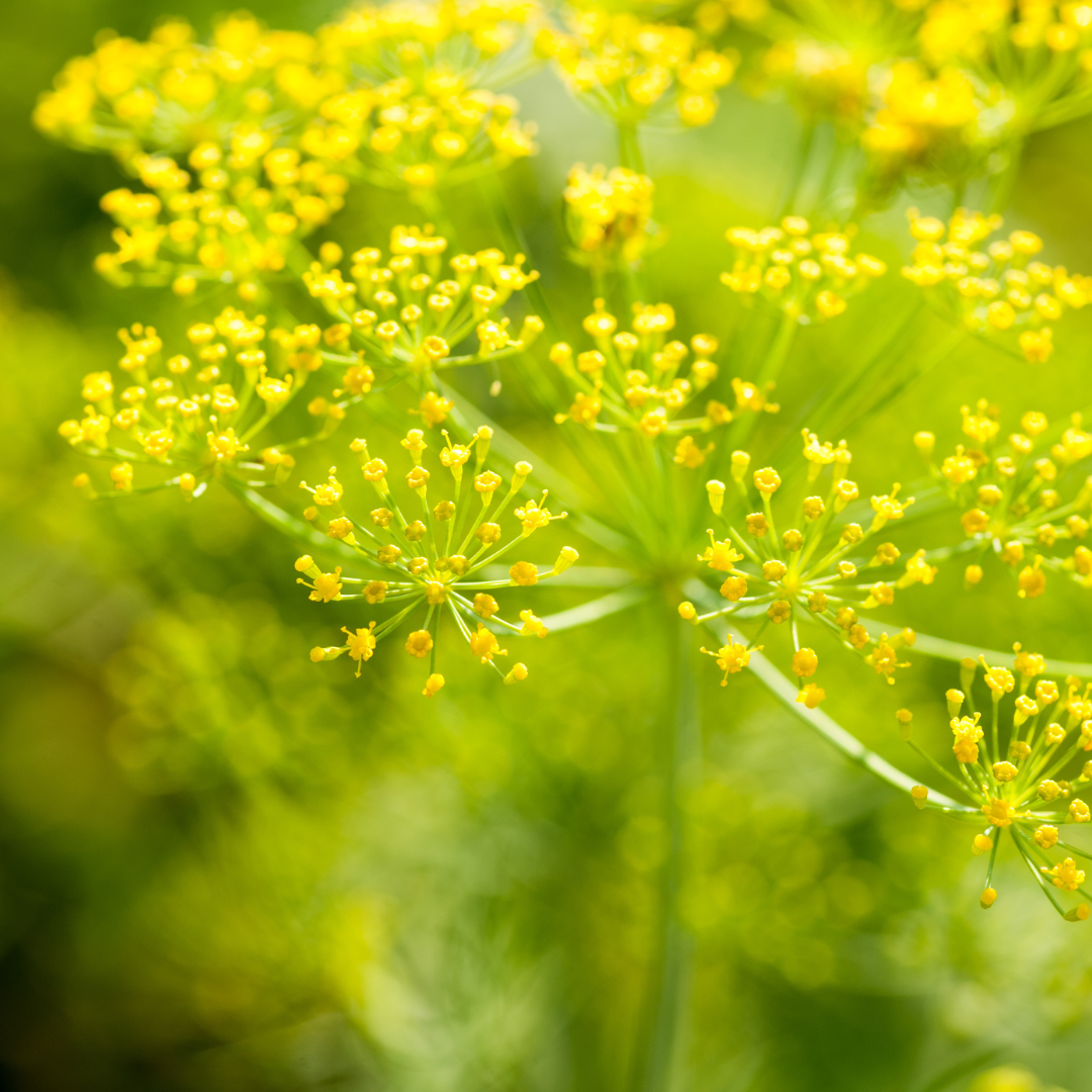 Fennel, Sweet Essential Oil