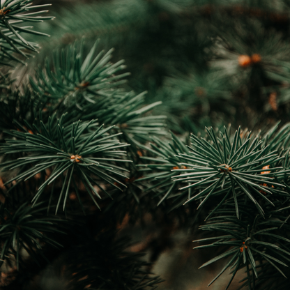 Fir Needle Essential Oil