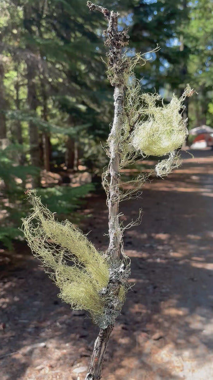 Usnea spp- Usnea Tincture