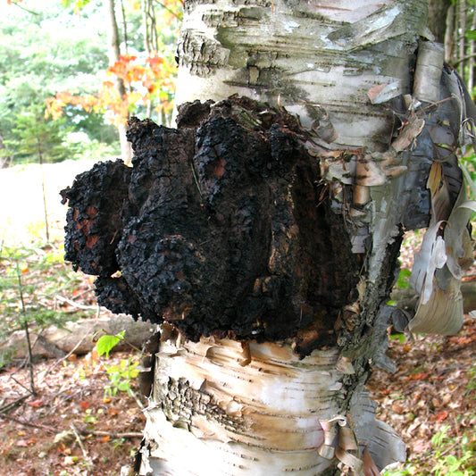 Inonotus Obliquus- Chaga Mushroom Tincture