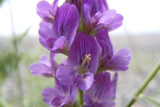 Medicago sativa- Alfalfa Leaf Tincture