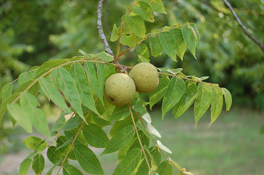 Juglans nigra- Black Walnut Hull Tincture