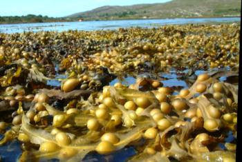 Fucus vesiculosus- Bladderwrack Tincture