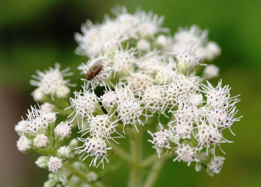 Eupatorium perfoliatum- Boneset Tincture