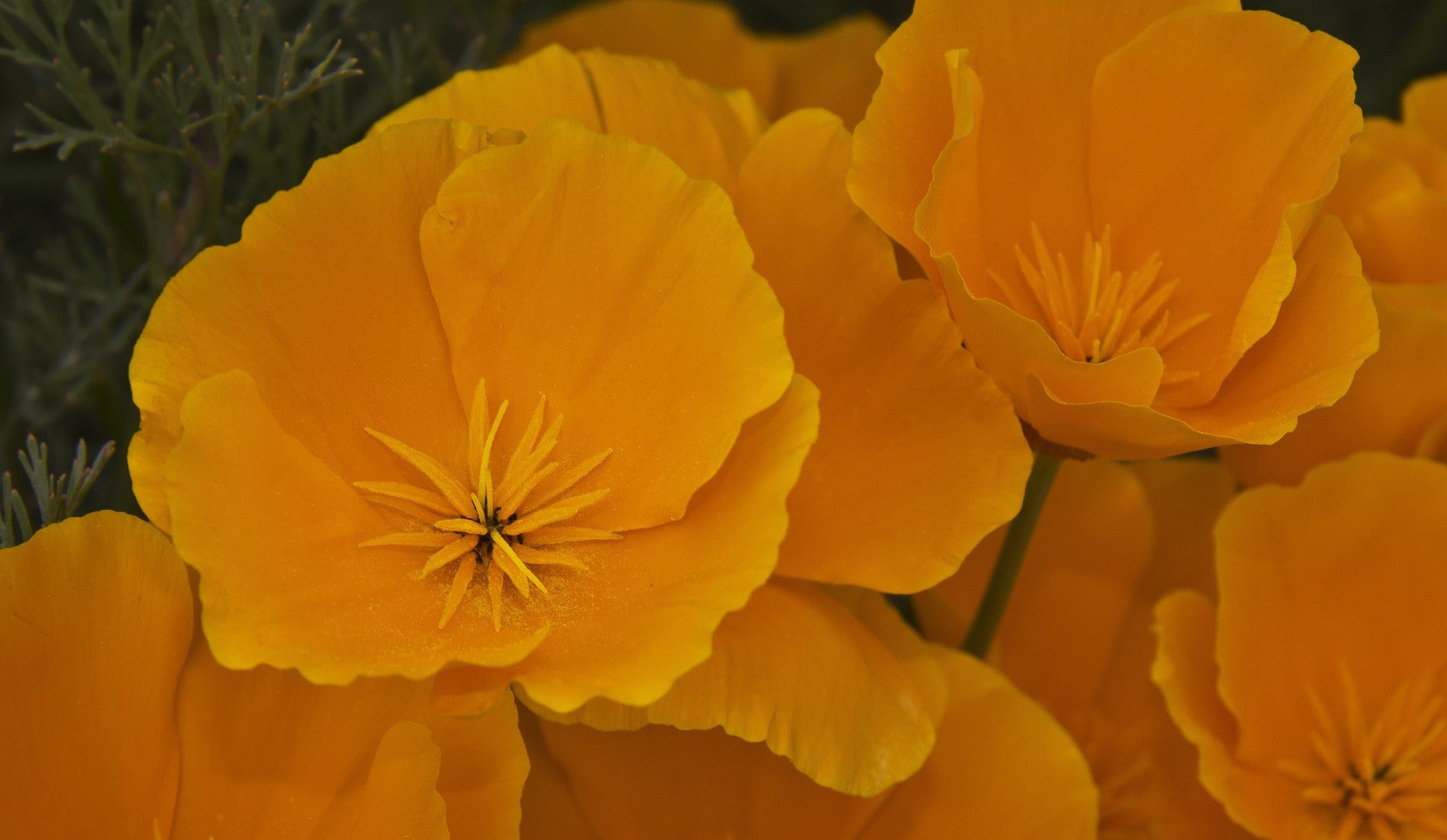 Eschscholzia californica - California Poppy Tincture
