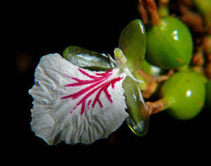 Elettaria cardamomum- Cardamon Tincture