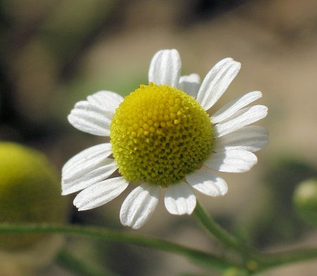 Matricaria chamomilla- Chamomile Flower Tincture