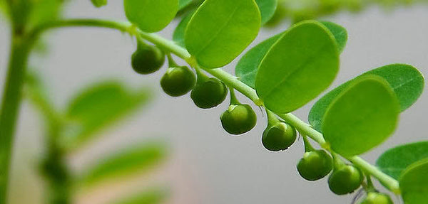 Phyllanthus niruri- Chanca Piedra Tincture