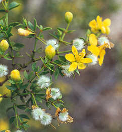 Larrea tridentata- Chaparral Tincture