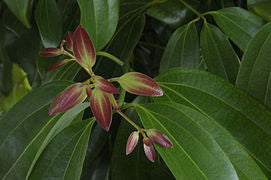 Cinnamomum verum- Ceylon Cinnamon Tincture