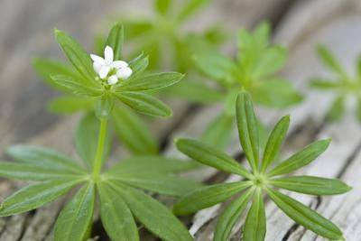 Galium aparine- Cleavers Tincture