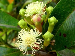 Syzygium aromaticum- Clove Tincture