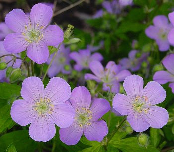 Geranium maculatum- Cranesbill Root Tincture