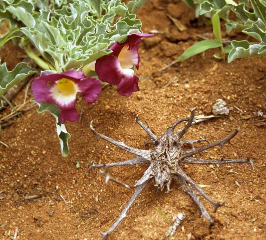 Harpagophytum procumbens- Devils Claw Tincture