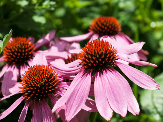 Echinacea angustifolia-Echinacea Angustifolia Tincture