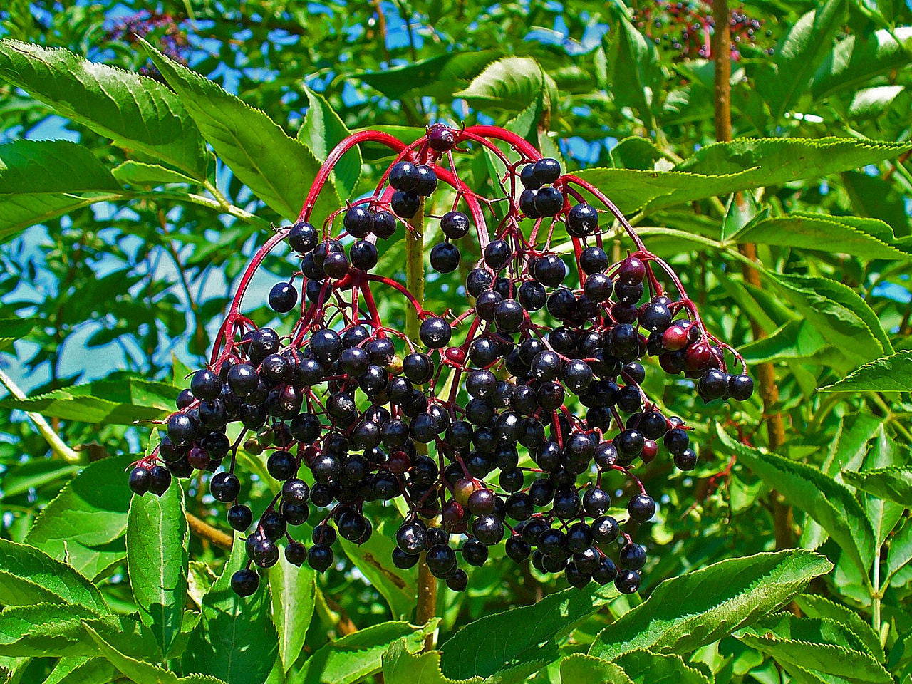 Sambucus nigra- Elderberry Tincture