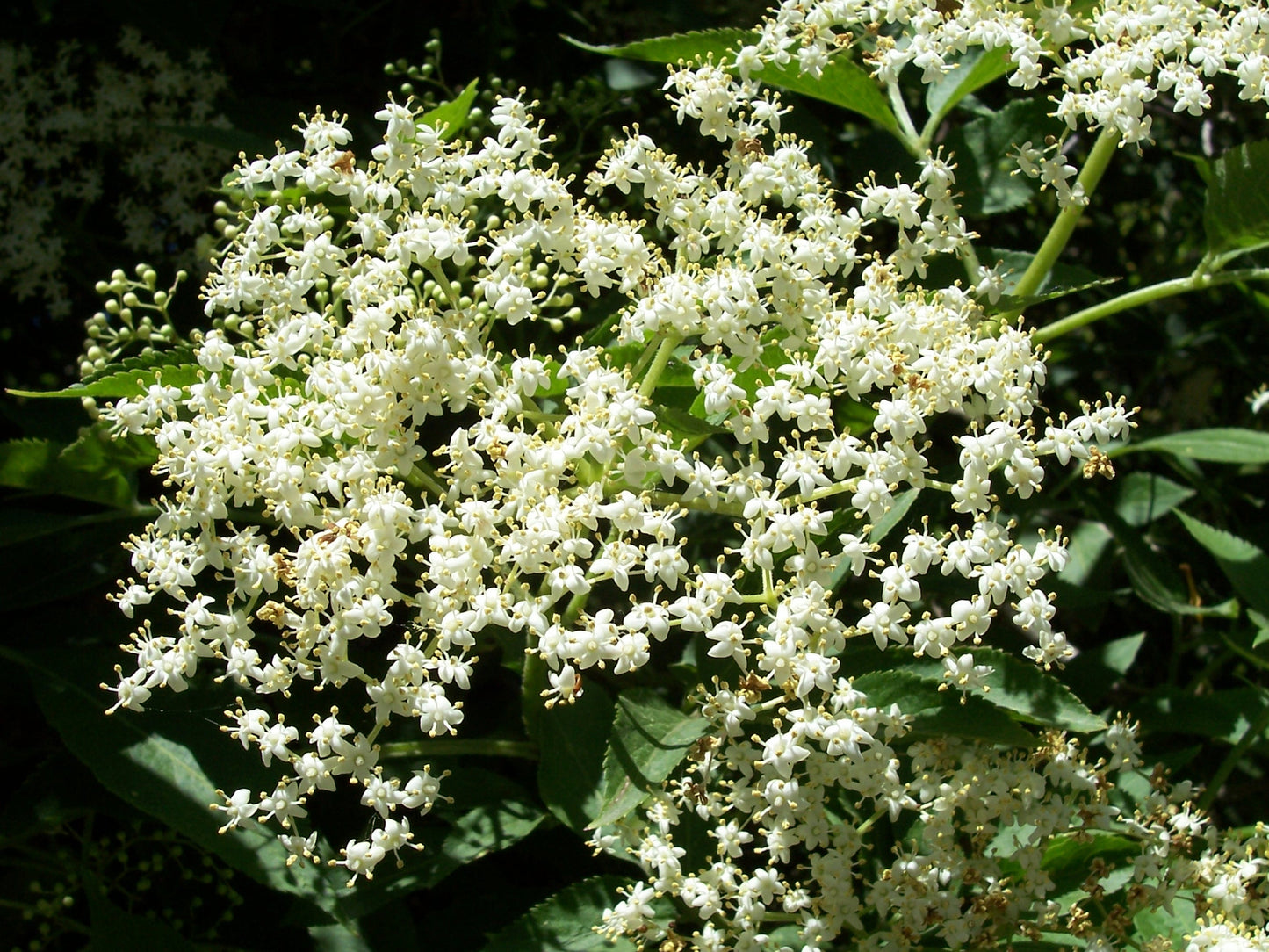Sambucus nigra-Elderflower Tincture