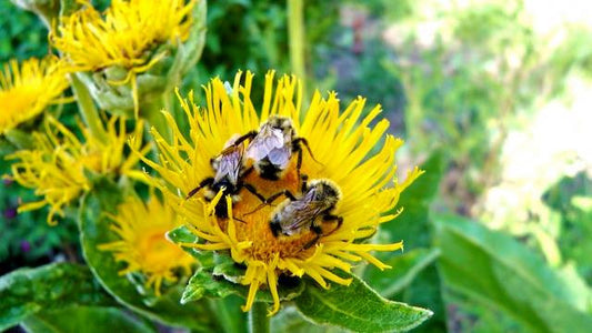 Inula helenium- Elecampane Root Tincture