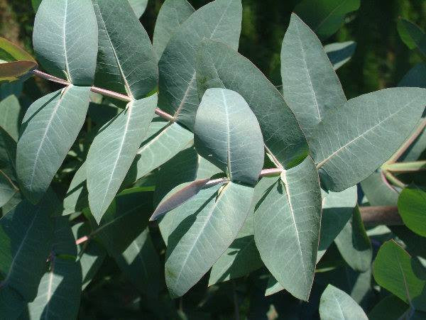 Eucalyptus globulus- Eucalyptus Leaf Tincture
