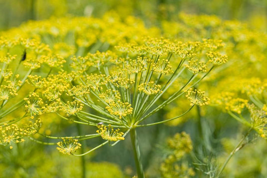 Foeniculum vulgare- Fennel Seed Tincture