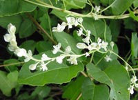 Polygonum multiflorum- Fo-ti Tincture