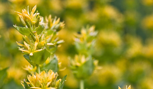 Gentiana lutea- Gentian Tincture