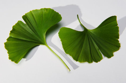 Ginkgo biloba- Ginkgo Leaf Tincture