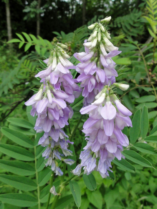 Galega officinalis- Goats Rue Tincture