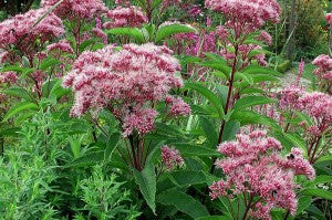 Eupatorium purpureum- Gravel Root Tincture