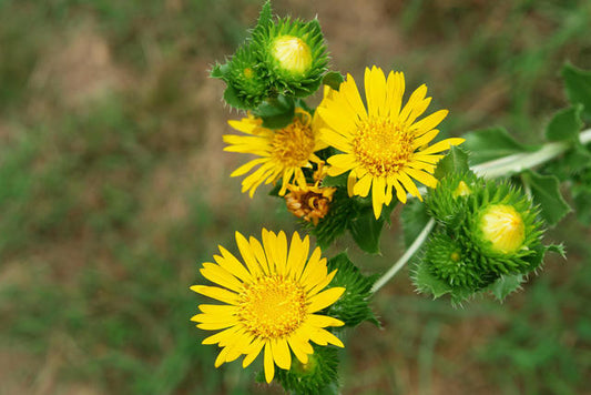 Grindelia squarrosa- Gumweed (Grindelia) Tincture